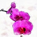 Orchids